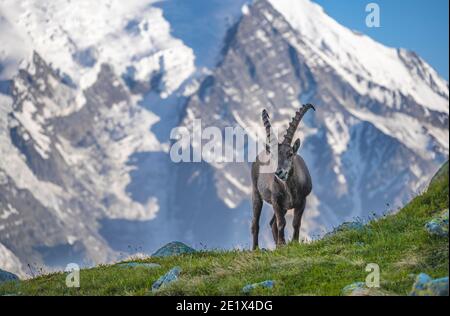 Alpine Ibex (Capra Ibex), schneebedeckte Berggipfel dahinter, Mont Blanc Massiv, Chamonix, Frankreich Stockfoto