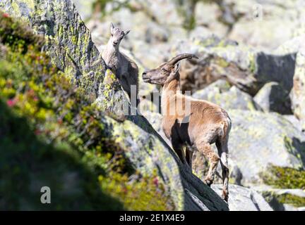 Zwei Steinböcke (Capra Steinböcke), Mutter mit Jungen, auf Felsen, Mont Blanc Massiv, Chamonix, Frankreich Stockfoto