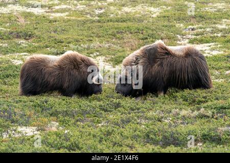 Zwei Moschusochsen (Ovibos moschatus) stehen in der Tundra im Dovrefjell Nationalpark, Norwegen Stockfoto