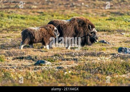 Moschusochse (Ovibos moschatus), mit Jungtier in der Tundra im Dovrefjell Nationalpark, Norwegen Stockfoto