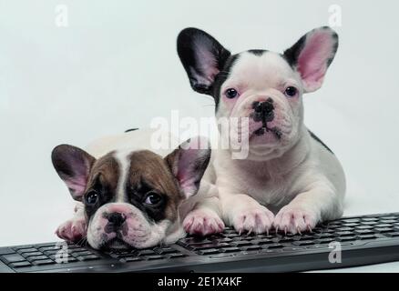 Französische Bulldoggen, Geschwister, weiß, braun, schwarz, Welpen, auf der Tastatur liegend, Studioaufnahme Stockfoto