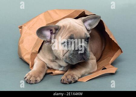 Französische Bulldogge, in Papiertüte liegend, braun-grau, Welpe, Studioaufnahme Stockfoto