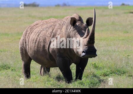 Weißes Nashorn (Ceratotherium simum), Solio Ranch Wildlife Sanctuary, Kenia Stockfoto