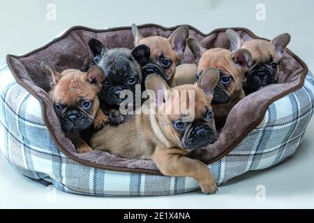 Französische Bulldoggen, hellbraun mit schwarzem Gesicht, Welpen, Geschwister im Hundekorb, Studioaufnahme Stockfoto