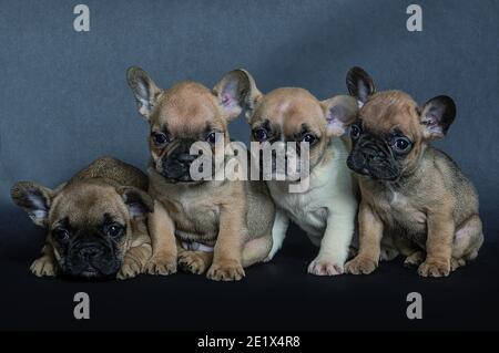 Französische Bulldoggen, Geschwister, hellbraun mit schwarzem Gesicht, Welpen, Studioaufnahme Stockfoto