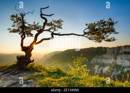 Buche bei Sonnenaufgang, Neuchatel, Schweiz Stockfoto