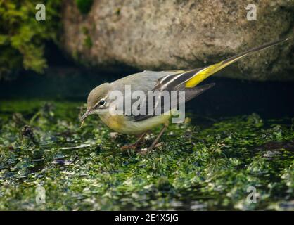 Graue Bachstelze, Motacilla cinerea, Fütterung auf Teich, Lancashire, Großbritannien Stockfoto