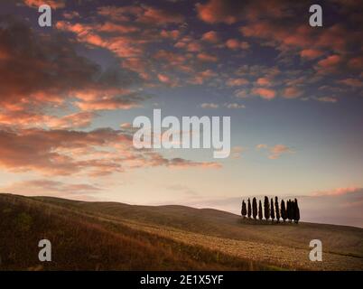 San Quirico d'Orcia Toskana Italien Gruppe von Zypressen in gepflügten Feld bei Sonnenuntergang, Toskana, Italien, EU, Europa Stockfoto