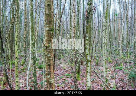 Dichter Wald von jungen Silberbirken Stockfoto