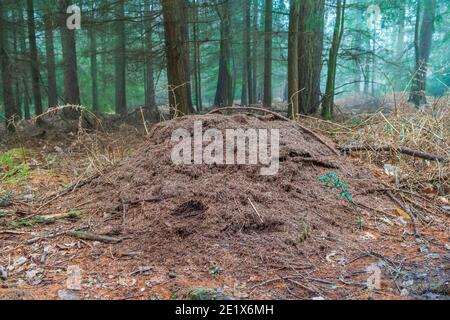 Waldamsen nisten in einem Wald Stockfoto