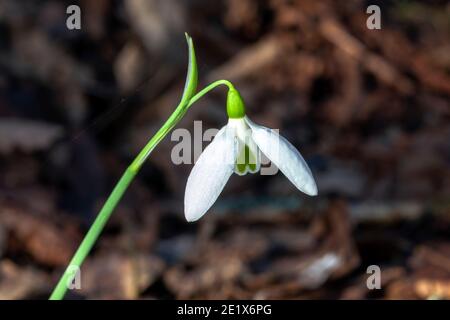 Schneeglöckchen galanthus elwesii var monostictus (großer Schneeglöckchen) Eine früheWinter Frühling blühende Zwiebelpflanze mit einem weißen Frühling Blume, die Ope Stockfoto