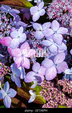 Hortensia serrata 'Tiara' eine rosa Sommer Lacecap blühende Strauchpflanze Mit einer roten violetten Sommerblume, die ab Juni geöffnet ist Bis August Stock Foto Stockfoto