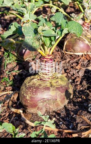 Brassica napus 'Tweed' swede (Rübe) eine herbstliche Gemüsepflanze Deren Samen im Frühjahr gepflanzt werden und gesundheitliche Vorteile haben Aufgrund seiner Ernährung ein Stockfoto