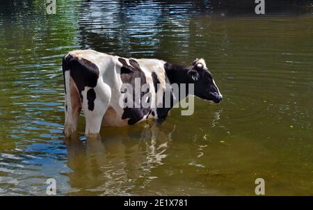 Schwarz und Weiß Kuh im Wasser stehend trinken Stockfoto