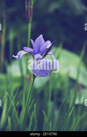 Blaue Blume von Iris Sibirica mit Wassertropfen auf regnerisch Tag Stockfoto