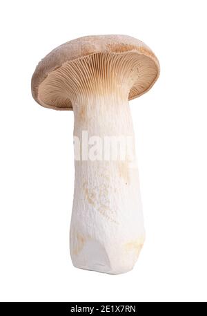 Essbarer Pilz isoliert auf weißem Hintergrund. Beschneidungspfad Stockfoto