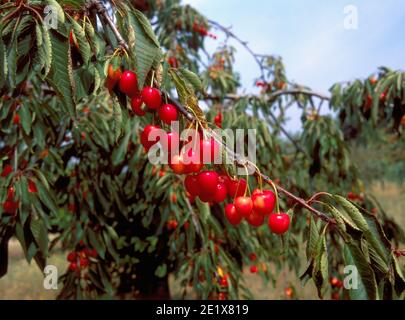 Rote Kirschen an einem Baum in Apt, Frankreich. Aus diesen Kirschen wird die berühmte rote kandierte Kirsche der Provence hergestellt. Der Stern kandierter Früchte wird kultiviert Stockfoto