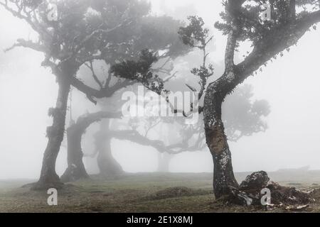 Alte Lorbeerbäume in Fanal, Madeira Stockfoto