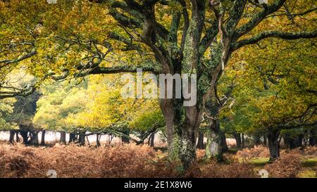 Herbstszenen im New Forest Hampshire UK Stockfoto