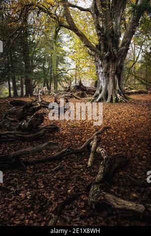 Herbstszenen im New Forest Hampshire UK Stockfoto