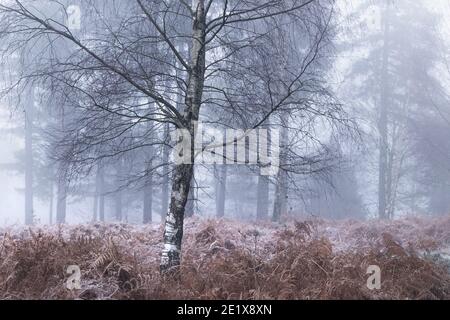 Winter im New Forest Hampshire UK Stockfoto