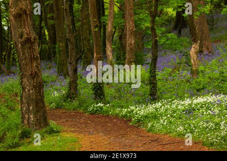 Küstenwälder und Wildblumen im Frühling in Courtmacsherry auf dem Wild Atlantic Way in West Cork in Irland. Stockfoto