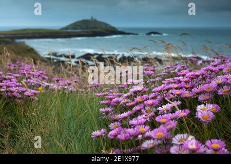 Rosa Wildblumen auf der Klippe in Ballycotton in East Cork in Irland mit dem Leuchtturm und der Insel in der Hintergrund Stockfoto