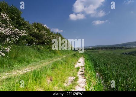 Wandern in den South Downs im Frühling auf einem Schmutz Pfad Stockfoto