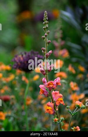 Antirrhinum majus Ouverture orange, snapdragon, Snapdragons, orange, Blumen, Blüten, Blüten, einjährige, Bettwäsche Pflanzen, RM Floral Stockfoto