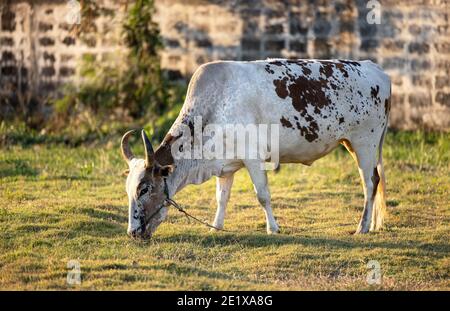 Thailand Kuh auf einer grünen Wiese, ein offener Bauernhof mit Milchvieh auf einem Feld in einem ländlichen Bauernhof. Eine Kuh grast auf einer grünen Wiese. Landwirtschaft. Natur pur. Stockfoto