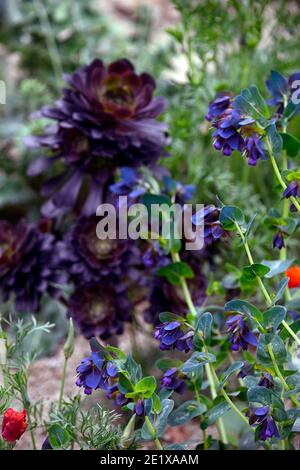 Cerinthe großen purpurescens lila Belle, Honigkraut, blau, lila, Blume, Blumen, RM Floral Stockfoto