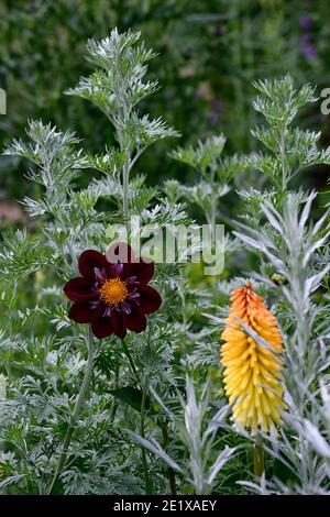 Dahlia Night Butterfly, Artemisia ludoviciana valerie finnis, kniphofia poco orange, Dahlien und Artemisia, lila Preiselbeere weißen Rüschen Blüten, Blume Stockfoto