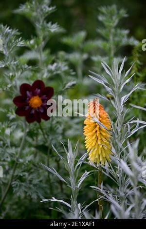 Dahlia Night Butterfly, Artemisia ludoviciana valerie finnis, kniphofia poco orange, Dahlien und Artemisia, lila Preiselbeere weißen Rüschen Blüten, Blume Stockfoto