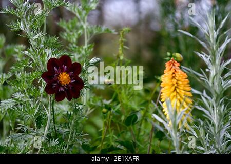 Dahlia Nacht Schmetterling, Artemisia absinthium, Dahlien und artemesia, lila Preiselbeere weiß zerzauste Blumen, Blume, Blume Spike, silberne Blätter, Silber fol Stockfoto