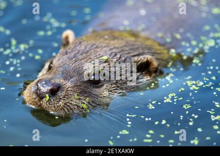 Gefangener Otter Schwimmen (Lutra lutra) Porträt. Wildwood Wild Animal Park, in der Nähe von Canterbury Kent.19.09.2019. Stockfoto