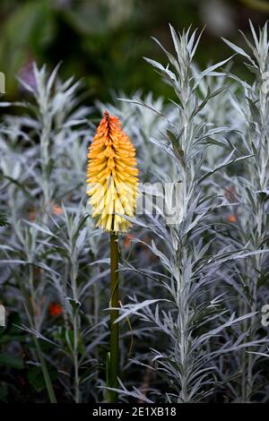 artemisia ludoviciana valerie finnis, kniphofia poco orange, Kniphofias und Artemesia, gelb-orange Blume, Blütenspitze, silberne Blätter, silbernes Laub, mi Stockfoto