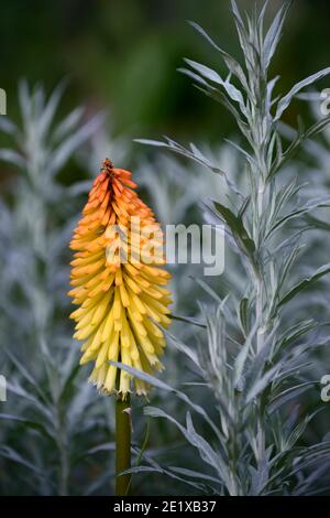 artemisia ludoviciana valerie finnis, kniphofia poco orange, Kniphofias und Artemesia, gelb-orange Blume, Blütenspitze, silberne Blätter, silbernes Laub, mi Stockfoto