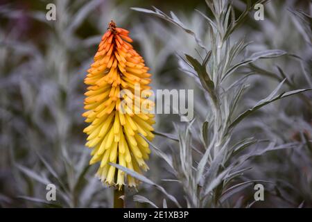 artemisia ludoviciana valerie finnis, kniphofia poco orange, Kniphofias und Artemesia, gelb-orange Blume, Blütenspitze, silberne Blätter, silbernes Laub, mi Stockfoto