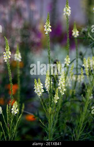 Linaria purpurea pochiertes Ei, Toadflachs, weißgelbe Blüten, blühende Stängel, Spitzen, snapdragon, RM Floral Stockfoto