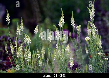 Linaria purpurea pochiertes Ei, Toadflachs, weißgelbe Blüten, blühende Stängel, Spitzen, snapdragon, RM Floral Stockfoto