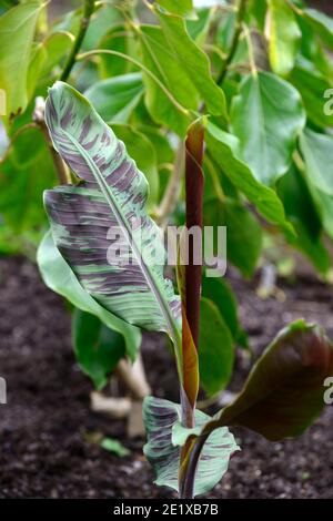 Musa Bordelon, rot gestreifte Banane, kastanienrote Unterseite, Blätter, Laub, Zierbanane, Zierpflanze, tropisches Pflanzschema, RM Blumen Stockfoto