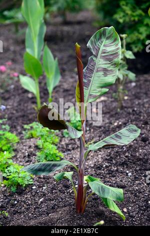 Musa Bordelon, rot gestreifte Banane, kastanienrote Unterseite, Blätter, Laub, Zierbanane, Zierpflanze, tropisches Pflanzschema, RM Blumen Stockfoto