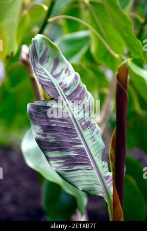 Musa Bordelon, rot gestreifte Banane, kastanienrote Unterseite, Blätter, Laub, Zierbanane, Zierpflanze, tropisches Pflanzschema, RM Blumen Stockfoto