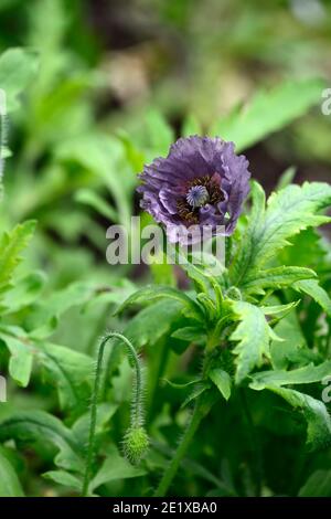 Papaver rhoeas erstaunlich grau, jährliche Mohnblume, jährliche Mohnblumen, grau, grau, Schattierungen von Grau, Blume, Blumen, Blüte, einjährige, RM floral Stockfoto