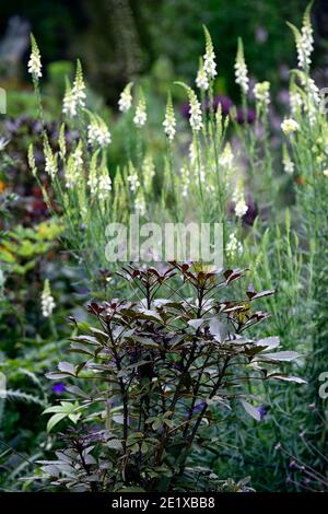 Pseudopanax lessonii dunkler Stern, Linaria purpurea pochiertes Ei, Toadflax, weiße gelbe Blüten, blühende Stängel, Spitzen, snapdragon, Blume, blühend, kombinatisch Stockfoto