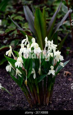 Roscoea Harvington Grège, Hume roscoea Harvington Grège, creme Blumen, auffällige Orchidee - wie Blumen, Blüte, RM Floral Stockfoto