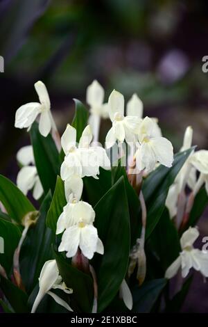 Roscoea Harvington Grège, Hume roscoea Harvington Grège, creme Blumen, auffällige Orchidee - wie Blumen, Blüte, RM Floral Stockfoto