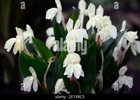 Roscoea Harvington Grège, Hume roscoea Harvington Grège, creme Blumen, auffällige Orchidee - wie Blumen, Blüte, RM Floral Stockfoto