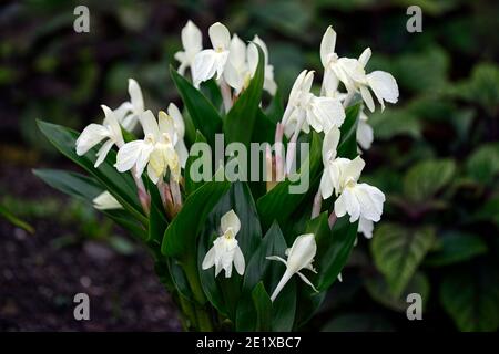 Roscoea Harvington Grège, Hume roscoea Harvington Grège, creme Blumen, auffällige Orchidee - wie Blumen, Blüte, RM Floral Stockfoto