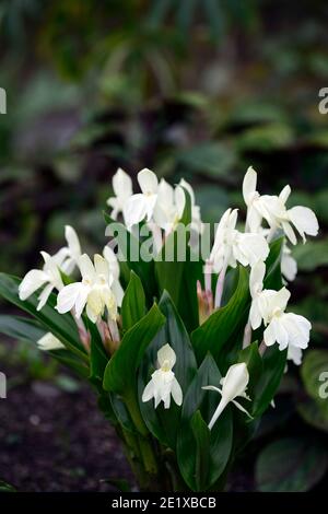 Roscoea Harvington Grège, Hume roscoea Harvington Grège, creme Blumen, auffällige Orchidee - wie Blumen, Blüte, RM Floral Stockfoto